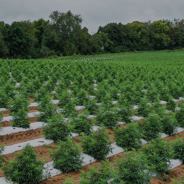 Qual é o papel do filme da Agricultural Mulch?